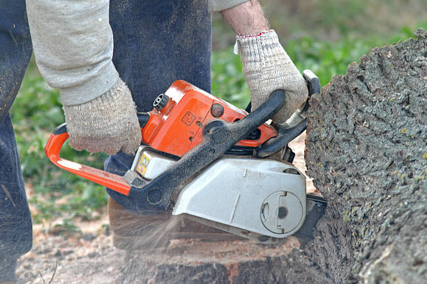 Best Fruit Tree Pruning  in Albany, TX