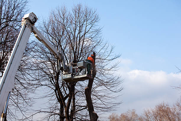 Best Tree Risk Assessment  in Albany, TX