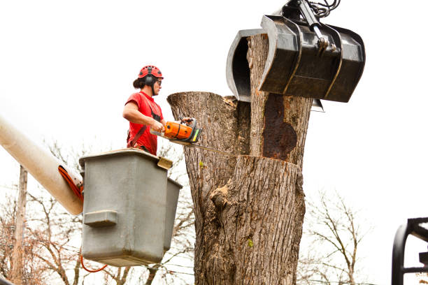 Best Seasonal Cleanup  in Albany, TX